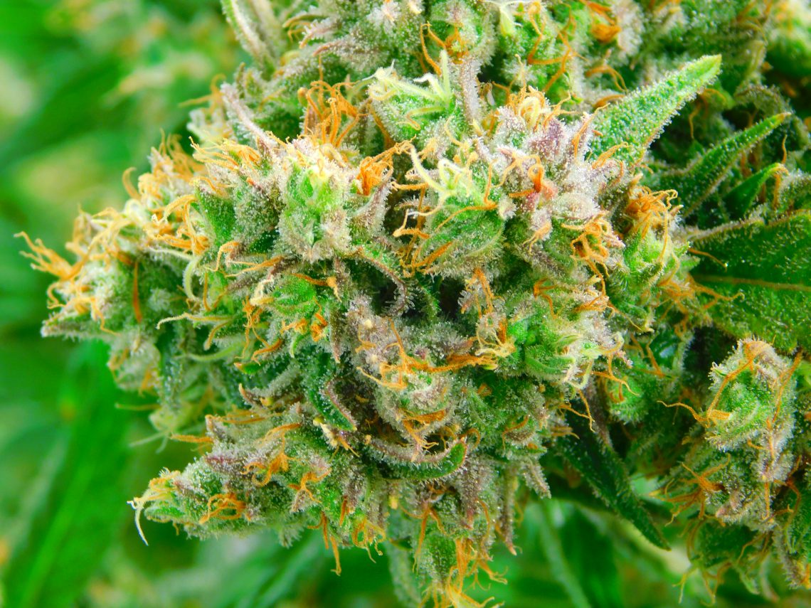 Pineapple Fields First State Compassion